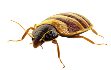 Bug with a black head and brown and yellow stripes on its back