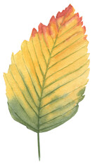 Watercolor illustration of an autumn alder leaf. The leaf is depicted in warm fall tones with delicate details, perfect for seasonal designs, botanical projects, and nature-themed decorations.