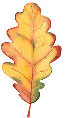 Watercolor illustration of a white oak leaf in soft autumn hues. Hand-painted botanical artwork showcasing the classic rounded lobes and warm fall colors. Perfect for seasonal designs, nature art