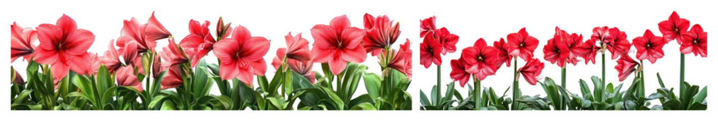 Fototapeta premium PNG Vibrant red amaryllis flowers blooming, element set on transparent background