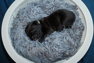 Adorable newborn Cane Corso puppy lying down and sleeping peacefully. The puppy is a purebred...