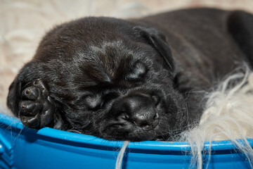 Adorable newborn Cane Corso puppy lying down and sleeping peacefully. The puppy is a purebred...