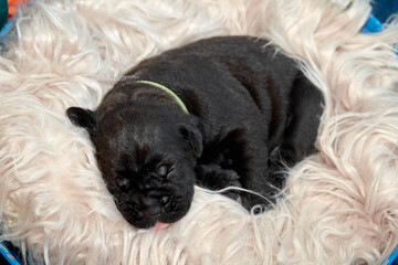 Adorable newborn Cane Corso puppy lying down and sleeping peacefully. The puppy is a purebred...
