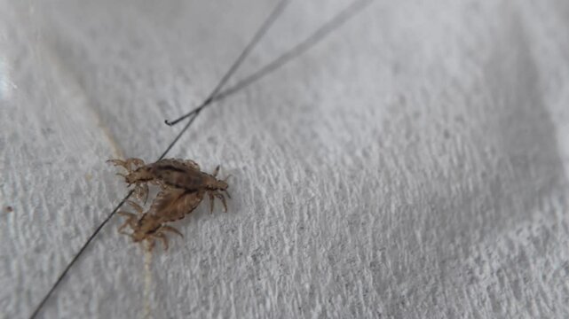 Head Lice crawling on Human Hair.
