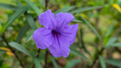 Obraz premium Purple flowers in the garden on a green background