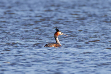 Ente