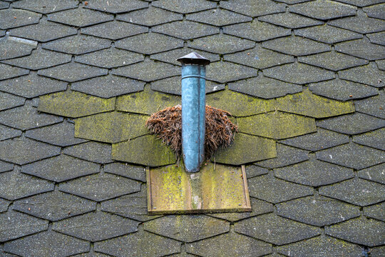 Bird's Nest Built Around a Vent on a Mossy Rooftop Surface