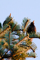 Vogel