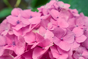 Fototapeta premium 雨のしずくを纏ったピンクの紫陽花のクローズアップ