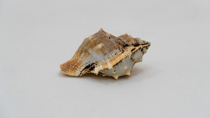 Kelomang, umang-umang or hermit crabs, are decapod crustaceans from the superfamily paguroidea.