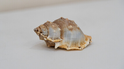 Kelomang, umang-umang or hermit crabs, are decapod crustaceans from the superfamily paguroidea.