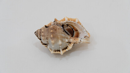 Kelomang, umang-umang or hermit crabs, are decapod crustaceans from the superfamily paguroidea.