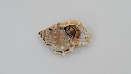 Kelomang, umang-umang or hermit crabs, are decapod crustaceans from the superfamily paguroidea.