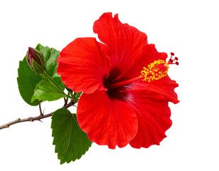 Fototapeta premium “Curved Stem Red Hibiscus with Leaves and Bud, PNG”.