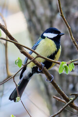 Obraz premium Vogel