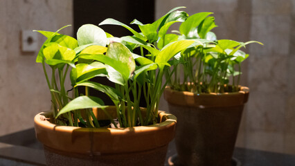Elegant terracota pot with a plant in front of mirror