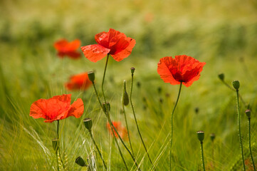 Mohnblumen im Kornfeld im Elsass