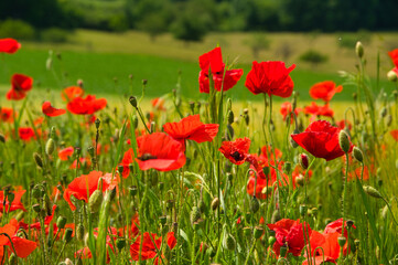 Mohnblumen im Kornfeld im Elsass