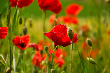 Mohnblumen im Kornfeld im Elsass