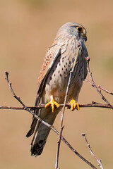 Falke