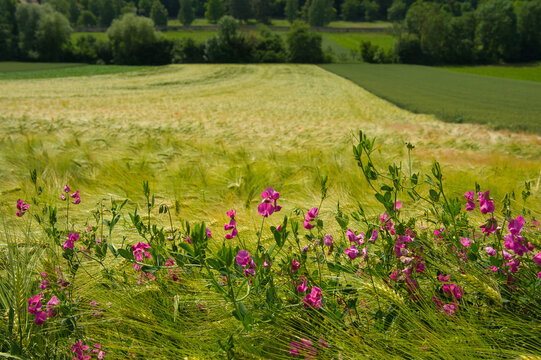 Rosenwiller im Elsass im Sommer