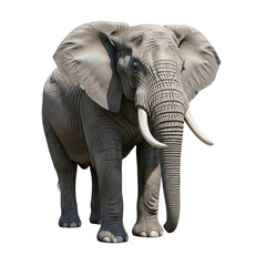 African elephant isolated on white