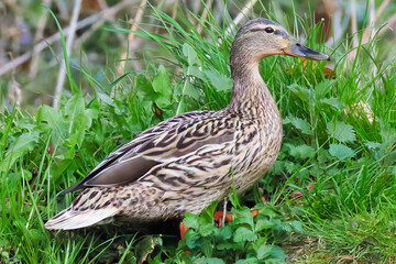 Ente