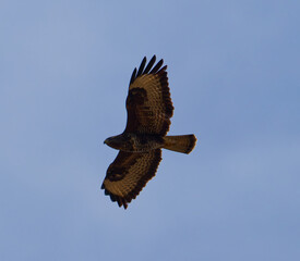 Adler
