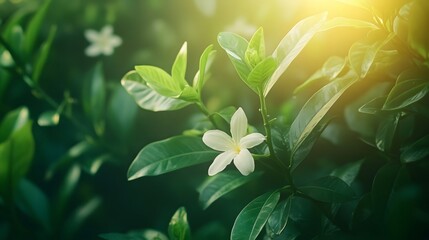 Fototapeta premium Vanilla Garden Under the Sun