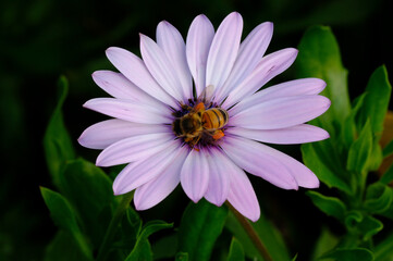 bee pollinating a purple daisy flower