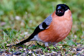 Vogel