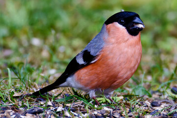 Vogel