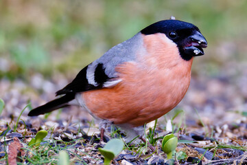 Vogel