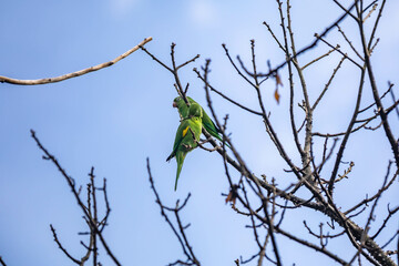 Wild green parakeet perched on tree branch with blue sky background