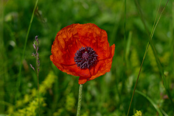 A bright red poppy stands out in a green field