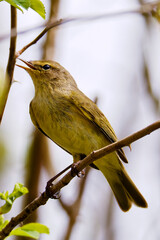 Vogel