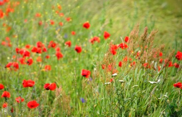 red poppies in the grass