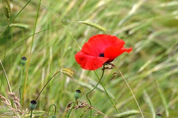 Obraz premium bright red poppy in the field