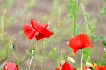 red poppies in the grass