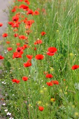 red poppies in the grass