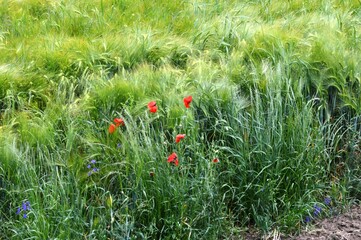 red poppies in the wheat