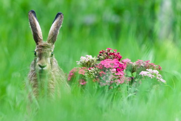 Wild Brown Hare Sitting in Meadow. Lepus europaeus. Hidden in the grass.