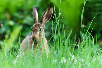 Wild Brown Hare Sitting in Meadow. Lepus europaeus. Hidden in the grass.