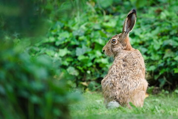 Wild Brown Hare Sitting in Meadow. Lepus europaeus. Hidden in the grass.