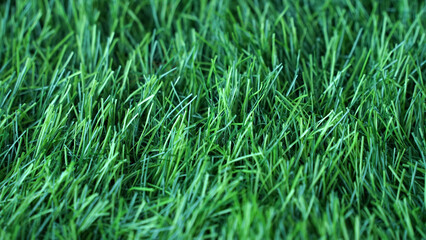 Fototapeta premium Artificial grass, covering. Artificial green grass mat, top view. Texture. Background. Artificial turf, surface made of synthetic fibers. Flat green grass texture background