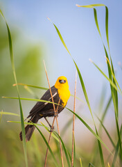 Male Yellow Headed Blackbird isolated on soft background of cat tails. 