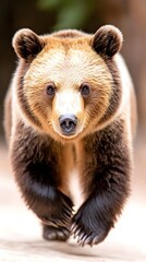 Obraz premium A large brown bear, facing the camera directly, walks toward the viewer. Its fur is a mixture of light and dark brown shades, its paws are prominently displayed, and its expression is alert and