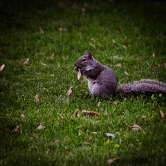 close-up of a gray squirrel munching on maple tree seeds in the Spring.
