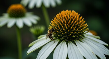 Bee on White Coneflower - A honeybee collects pollen from a delicate white coneflower, showcasing nature's intricate beauty