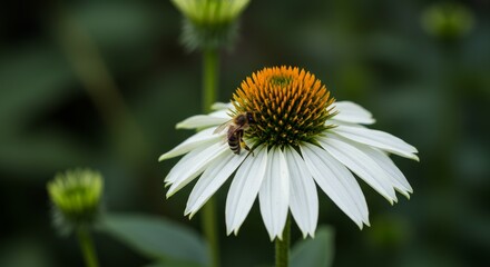 Bee on White Coneflower - A honeybee gathers pollen from a delicate white coneflower, showcasing the beauty of nature's symbiotic relationship
